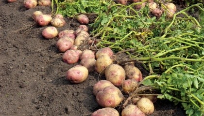 Урожайность картофеля в Украине даже у фермеров в лучшие годы не превышает 25-27 т/га, тогда как порог доходности - 30 т/га