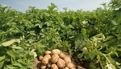 Вітчизняні науковці інституту не лише працюють над виведенням сортів картоплі, котрі зможуть протистояти викликам природи, але й досягли в цьому певних успіхів
