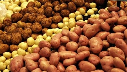 Пять стран Северо-Западной Европы, которые одновременно являются крупнейшими производителями картофеля в ЕС, ожидают рекордный урожай