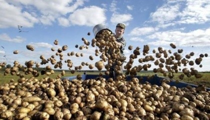 Росія в цьому році може недобрати 3 млн т картоплі. Основні причини скорочення збору - зменшення площ і погана погода