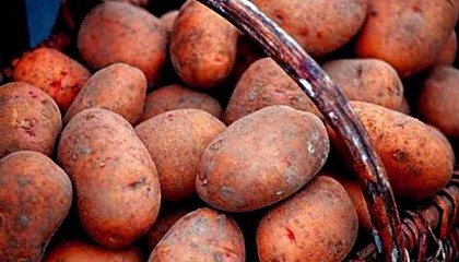 Обсяг імпорту картоплі в Україні в січні-листопаді 2016 р. склав 9,8 тис. т на суму $ 3,9 млн, що в 5,6 рази більше, ніж за весь минулий рік