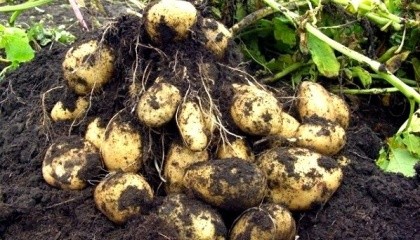 Щоб урожайність не падала, промислові картоплярі, за підрахунками Української асоціації виробників картоплі (УАВК), мусять інвестувати у кожен гектар посадок 90-100 тис. грн
