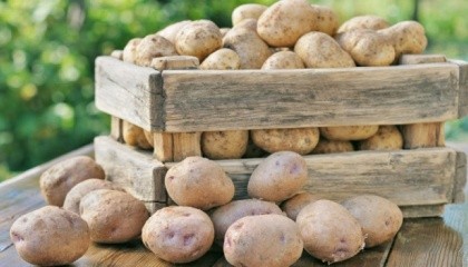 Послеуборочная доработка имеет ключевое значение в подготовке картофеля к закладке на хранение и повышения лежкости клубней