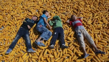 Согласно приведенным данным, стоимость тонны кукурузы обойдется Кении в $260-270, общая сумма сделки составляет около $119 млн