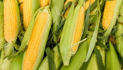 Правительство Кении приняло решение осуществить закупку в Украине 450 тыс. т желтой кукурузы в течение марта-мая 2017 года