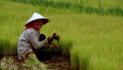 Минсельхозя Китая намерено выделить ряд субсидий для фермеров, использующих органические удобрения в своем хозяйстве