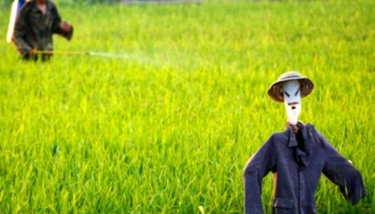 Китайские ученые разработали «умный» пестицид, который при попадании в почву сам себя контролирует для внесения необходимой дозы препарата