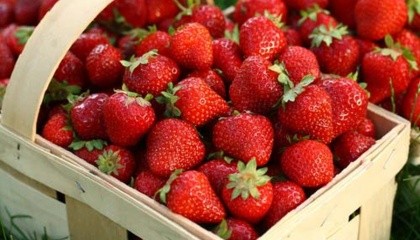 Чтобы удовлетворить ненасытный аппетит британцев в клубнике, на этой неделе местные супермаркеты начали продажи этой ягоды в больших емкостях