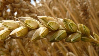 Хотя пшеницу, ячмень, овес и тритикале относят к культурам умеренного климата, они довольно ощутимо различаются по своим требованиям