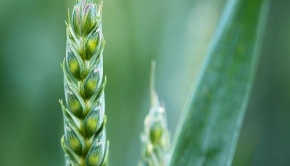 Через пару лет из‑за недофинансирования валовой сбор зерновых может снизиться на 10%