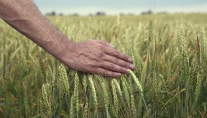 Нынешний год хлебным вряд ли назовешь. Если в прошлом году, по данным Минагропрода житница Европы собрала рекордный в своей истории урожай зерновых - 66 млн т, то сейчас хотя бы 60 т намолотить