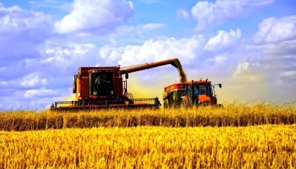 На Хмельниччині - разючий результат урожайності пшениці: 60 ц/га - на полі під Волочиськом в одному колоску 35 - 40 зерен