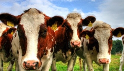 Фермерам в Запорізькій області будуть платити за кожну новонароджену корову по 5 тис. грн