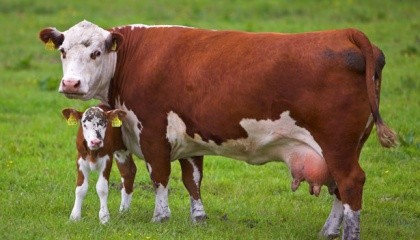 Якщо до весни 2017 р. всі поголів'я корів не буде вакциновано, то в результаті захворювання вузликовим дерматитом Україна може втратити від 40 до 70% великої рогатої худоби