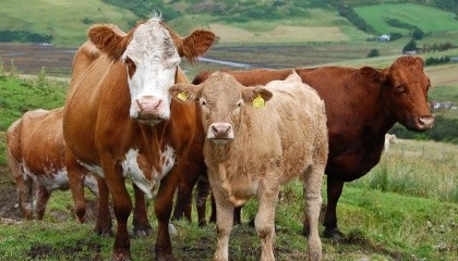 Если программа будет реализована, то это может привести к значительному сокращению голландского поголовья скота – примерно на 175 тыс. голов или на 11%) и, таким образом, скажется на объемах производства молока в стране