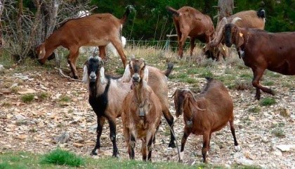На Житомирщине вскоре будет создана племенная ферма по разведению коз англо-нубийской породы на базе фермерского хозяйства «Камадхену Англо-Нубийские козы», расположенного в селе Хомутцы Брусиловского района