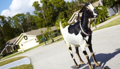 Володарем одного з найдивніших рекордів є коза по імені Хеппі. У березні 2012 року вона проїхала на скейтборді 36 м за 25 секунд