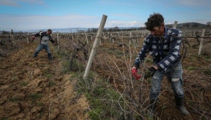 Экономическая ситуация в Крыму после аннексии Россией очень изменилась. Больше всего от оккупации пострадали сельское хозяйство и туризм, которые были основными для крымских семей