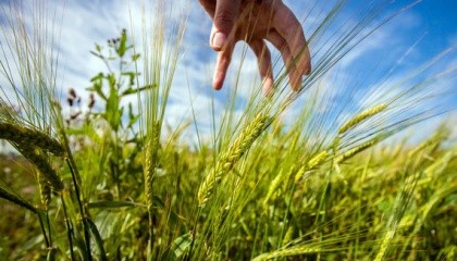 Аграрии аннексированного Россией Крыма отправили в августе за границу 105,7 тыс. т  зерна и продуктов его переработки