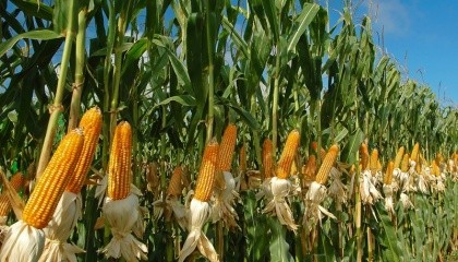 Для формирования 1 т урожая зерна кукуруза использует около 50 мм продуктивной влаги, то есть с 1 мм формируется примерно 20 кг зерна