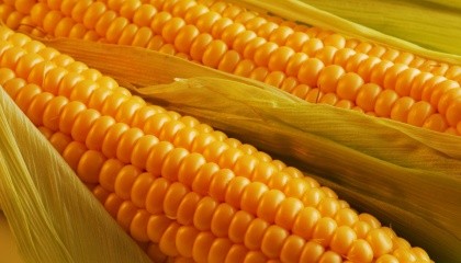 Несмотря на большой спрос на глобальном рынке и мощные потенциалы отечественного производства, кукуруза в Украине пользуется малым спросом у локальных потребителей. Внутренний спрос на зерно составляет всего 30%