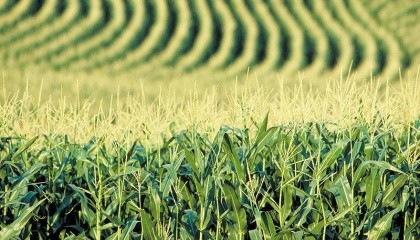 Новый вид кукурузы выделяет пестицид на основе молекул РНК, который подавляет определенный ген в личинке западного кукурузного жука, и убивает таким образом вредителя