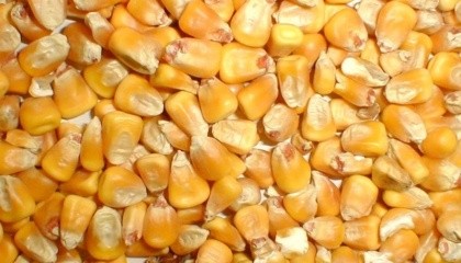 В семена кукурузы перед посевом следует добавить «доопыливатель», то есть гибрид с поздними сроками созревания