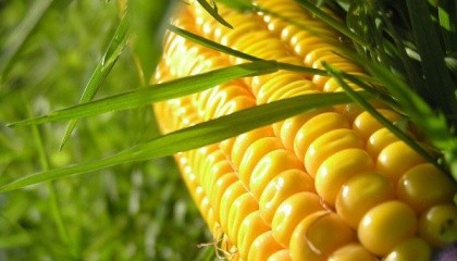 У 2016 році Україна зібрала понад 28 млн т кукурудзи, але частина площі залишилася незібраної. Україна в сезоні 2016/17 МР вже експортувала 8,5 млн т, але ще залишається близько 9 млн т, які потрібно експортувати