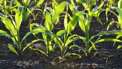 Відомо, що кукурудза - як теплолюбива, так і вологолюбна культурою. Тому вкрай важливі темпи сівби і опади, здатні поповнити вологу в орному шарі грунту