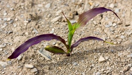 Размещение фиолетовых растений может подсказать или причина явления генетическая, или имеет место угнетение корневой системы