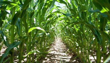 На незащищенных технологически и гербицидно посевах кукурузы сорняки способны «оттягивать» на формирование собственной биомассы около 3200 м3/га воды
