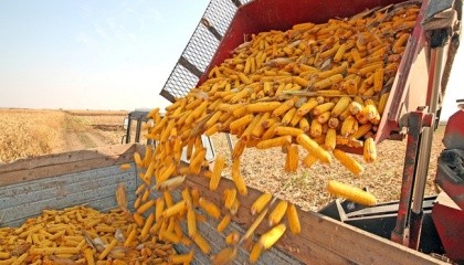 В поточному сезоні Україна може розраховувати на збільшення експорту кукурудзи в напрямку ЄС