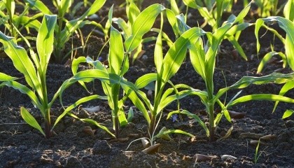 При достаточной влажности наиболее оптимальной нормой высева кукурузы является 75 тыс./га. При повышении нормы высева урожайность будет падать, причем, уровень падения будет зависеть от количества влаги