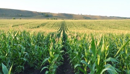 Кукуруза в Украине "утолила свои аппетиты" и избрала тактику медленного роста. Площади под кукурузой в Украине до 2026 года увеличатся всего лишь в 4 млн 667 тыс. га