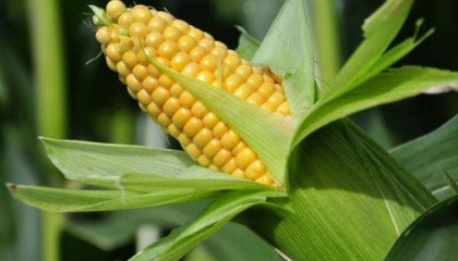 На фоне медленного хода уборочной кампании кукурузы в Украине из-за дождей, а также предпочтений фермеров хранить, а не продавать урожай, цены на культуру растут