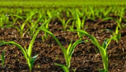 Залежно від типу качана кукурудзи, який формує гібрид, визначають критичну густоту стояння рослин на гектар і необхідність пересіву