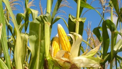  Кукуруза не очень конкурентоспособная культура, потому что на ранних стадиях развития корни малы, а растение должно конкурировать за ресурсы