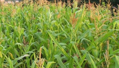 Зараз у кукурудзи якраз критичний період – які умови складуться, такий буде й урожай