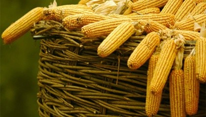 Потребность ЕС в украинской кукурузе подтверждается намереньем расширить беспошлинные квоты на ее поставку на 625 тыс. т