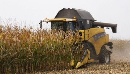 В текущем сезоне цены на кукурузу в Украине самые низкие за три последних года, в то время как урожай по объемам может стать вторым рекордным – 27 млн. т