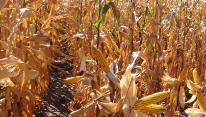 Поточна врожайність кукурудзи нижче торішньої на 16-18%, хоча демонструє тенденцію до зростання