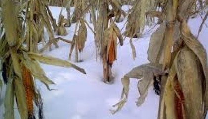 Зібрати врожай кукурудзи на Полтавщині вчасно завадив сніг