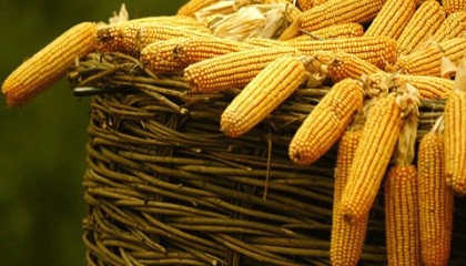 В новом каталоге компании представлена ​​широкая линейка гибридов кукурузы с ФАО от 200 до 400, предназначенных для различных направлений использования