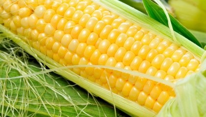 По врожайності компанія «Граніт-Агро» руйнує стереотип: у 2015 році органічна кукурудза показала врожайність в межах 8-12 т/га, тобто вище, ніж стандартна