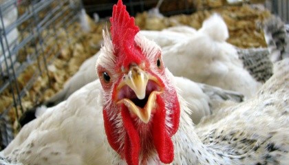 По данным ГФС, именно Ирак был крупнейшим покупателем украинской курятины в 2016 году. В эту страну было продано мяса на $78,4 млн (26,79% от общего объема экспорта)