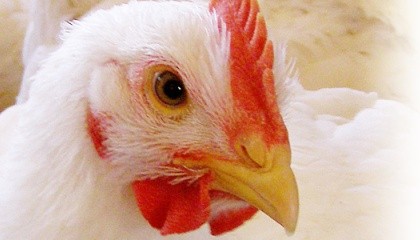 В аннексированном Россией Крыму поголовье птицы сократилось на 23%, а количество крупного рогатого скота (КРС) – на 24% в сравнении с доккупационным периодом
