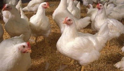 Госпродпотребслужба расширила перечень регионов этих стран, из которых запрещено импортировать в Украину мясо птицы