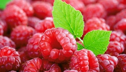 В останні 2 роки, малина була чи не найпривабливішою ягодою для українських фермерів, саме це спричинило суттєве збільшення насаджень