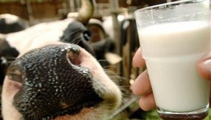 У Європі зберігається тенденція зниження виробництва молока. Показники листопада ще не опубліковані, але за оцінками операторів, темпи спаду зростають.