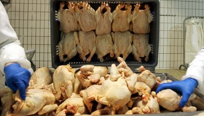 Заборона торкнеться м’яса птиці, виробленого в Австрії, Великій Британії, Угорщині, Болгарії, Греції, Німеччині, Італії, Нідерландах, Польщі, Румунії, Словаччині, Франції, Хорватії, Чехії та Швеції